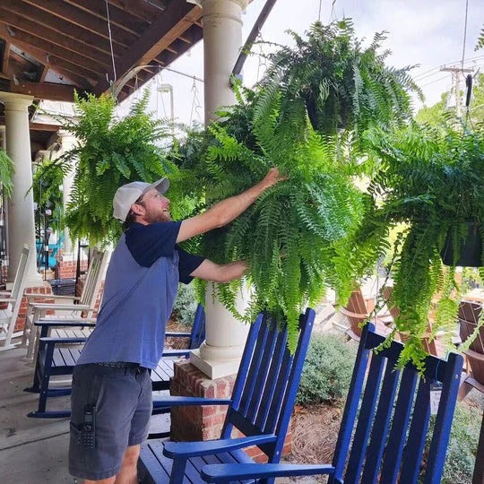 Artificial Boston Fern with Lush Green Foliage and Porch Display