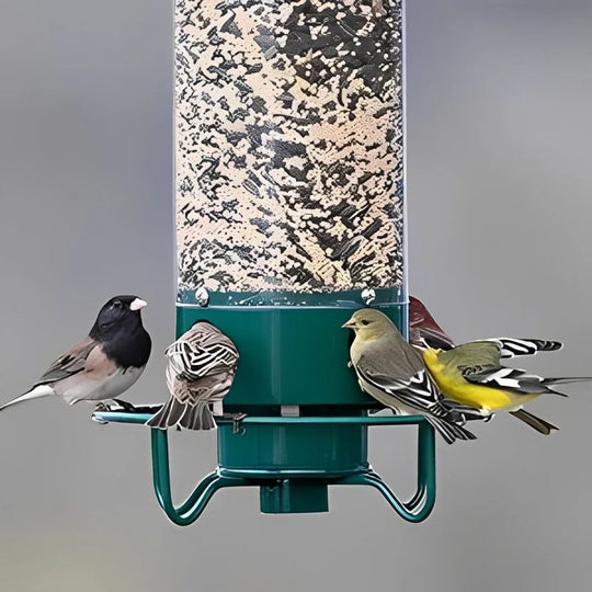 Bird Feeder with Squirrel Resistance and Durable Design