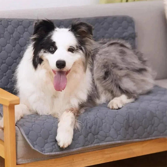 Dog Pee Pads with Disposable and Reusable Options