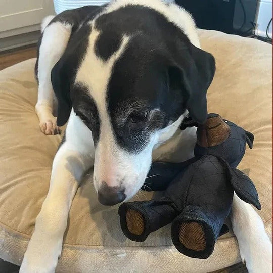 Dog Toys with Chew Resistance and Interactive Play