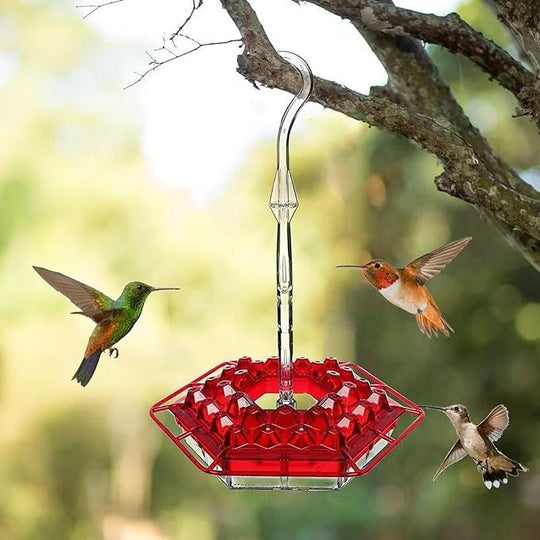 Hummingbird Feeder with Ant Guard and Hanging Perch
