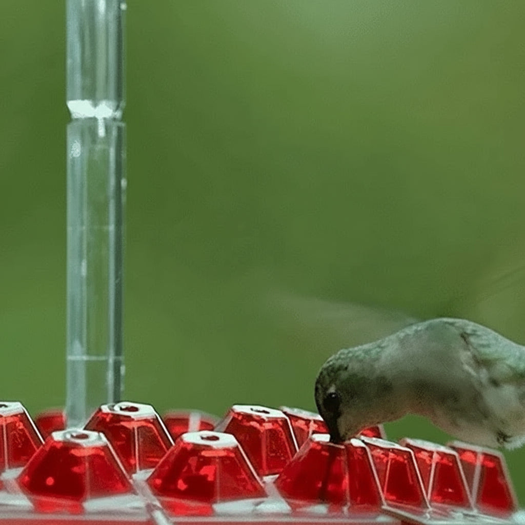 Hummingbird Feeder with Ant-Proof Moat and Hanging Design