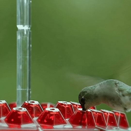 Hummingbird Feeder with Ant-Proof Moat and Hanging Design