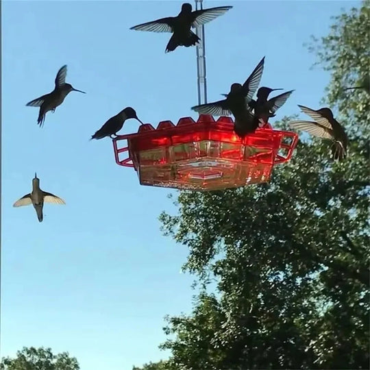 Hummingbird Feeder with Leak Proof Design and Ant Guard