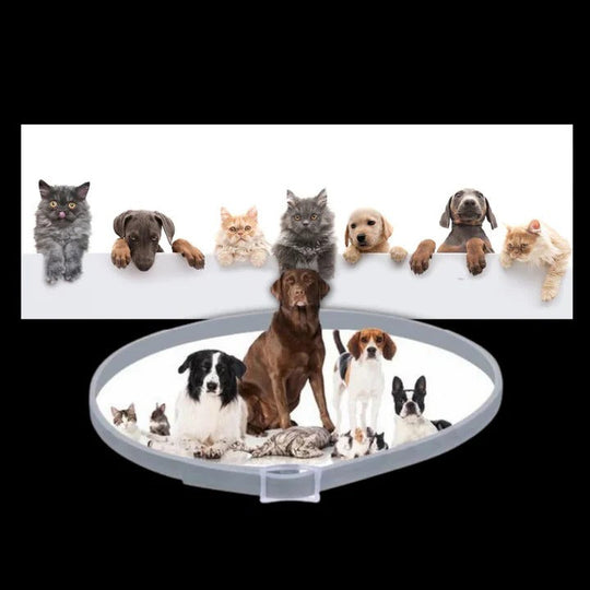 Pet Collar with Adjustable Fit and Pest Protection