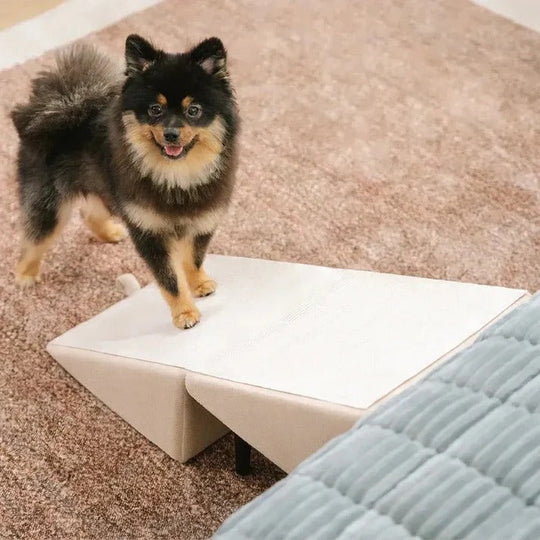 Pet Ramp with Adjustable Height and Step Stool