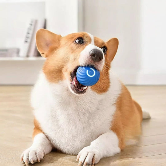 Pet Toy with Motion Activation and Rolling Action