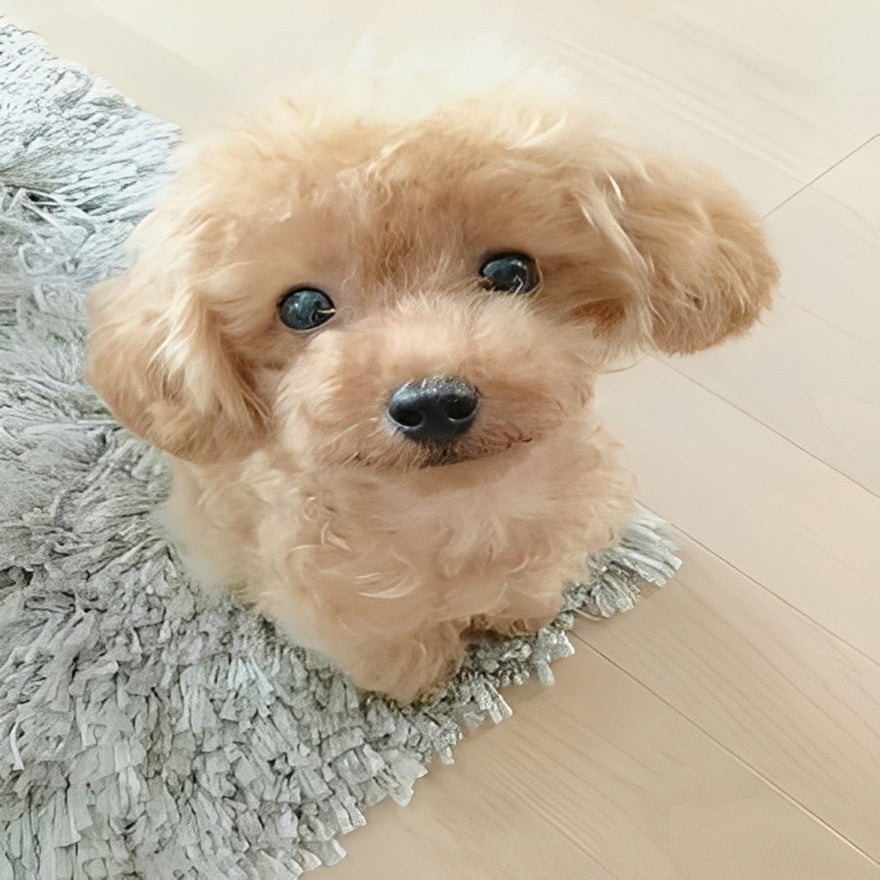 Plush Toy with Soft Fur and Cuddly Design