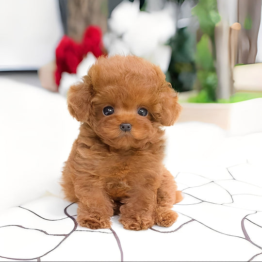 Plush Toy with Soft Fur and Cuddly Design