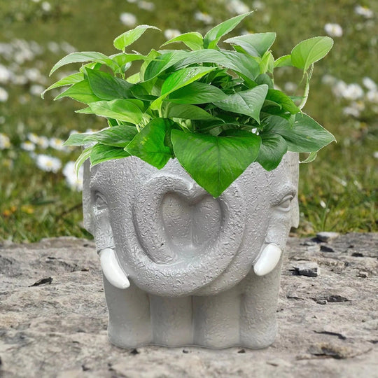 Succulent Pot with Cartoon Design and Home Decor